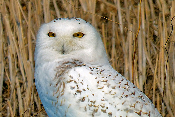 Snowy White Owl - Alberta Prairies
