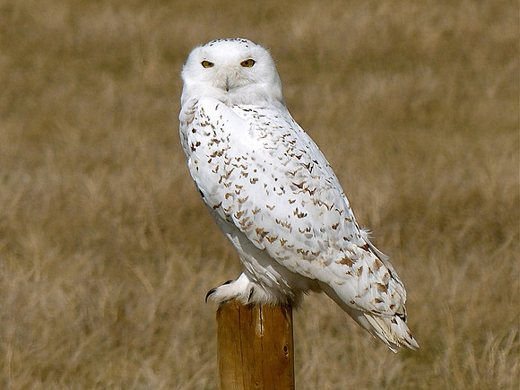 Snowy White Owl - Alberta Prairies