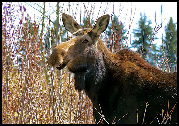 Moose