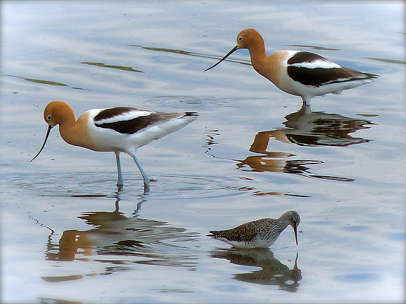 American Avocets and Sandpiper