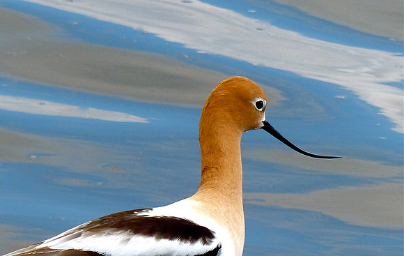American Avocet Profile
