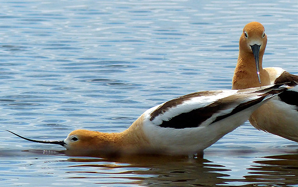 American Avocet Spring Ritual