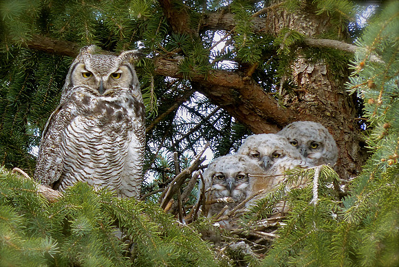 Great Horned Owl and Owlets