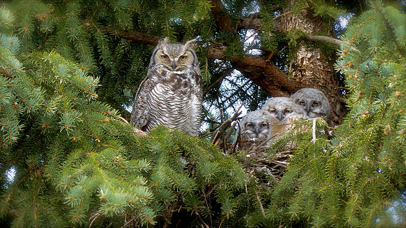 Family of Great Horned Owls