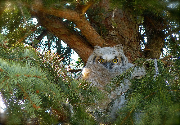 Great Horned Owlet