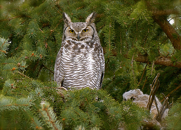 Great Horned Owl and Owlet