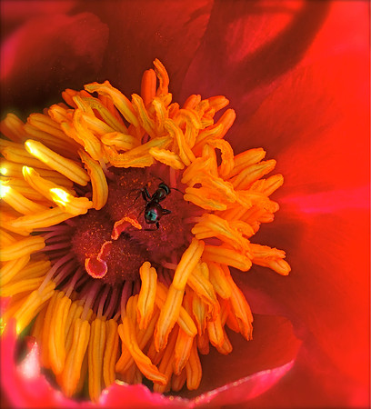 Japanese Peony with Ant