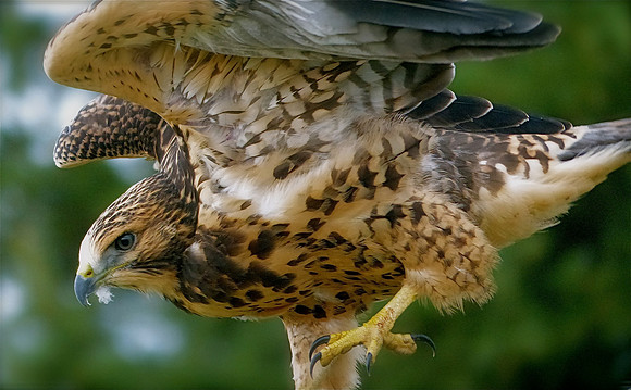 Hawk Taking Flight