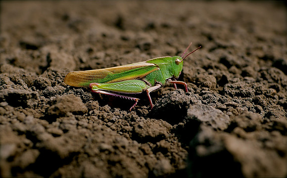 Day of the Locust