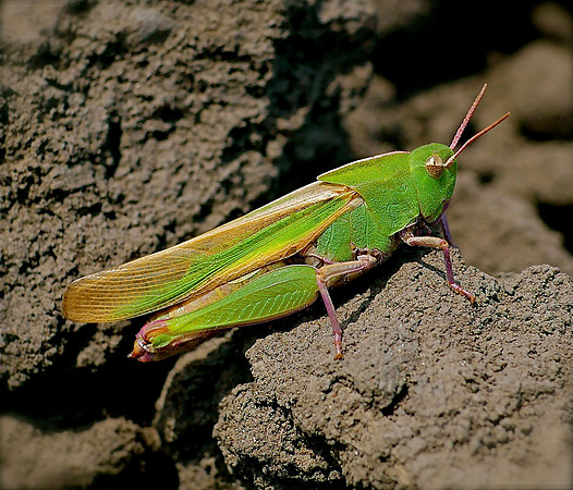 Locust