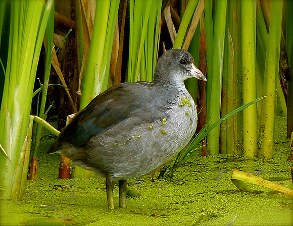American Coot - Juvenile