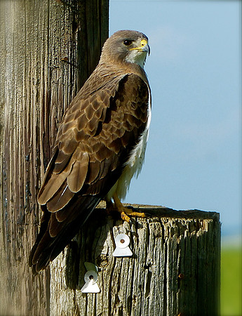Observation