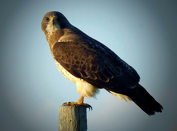 Hawk at Dusk