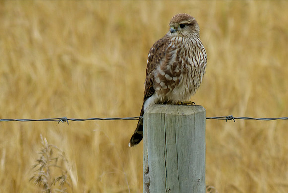 Kestrel