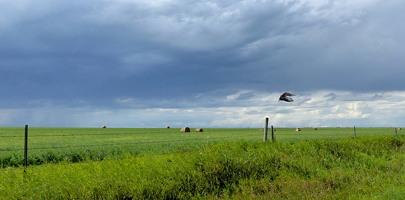 Summer Afternoon