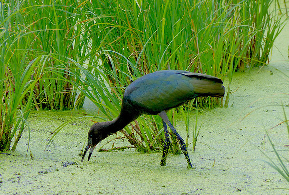 Glossy Ibis
