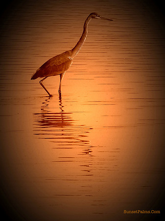 Blue Heron Sunset