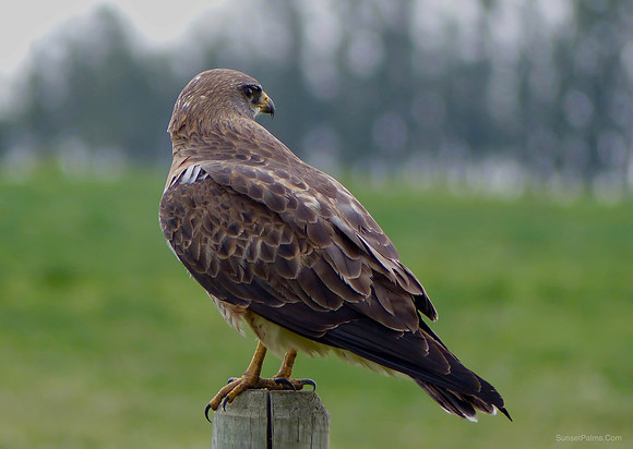 Hawk