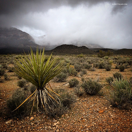 Desert Winter