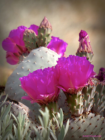 Beavertail Cactus Flowers