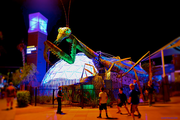 Fun with Praying Mantis