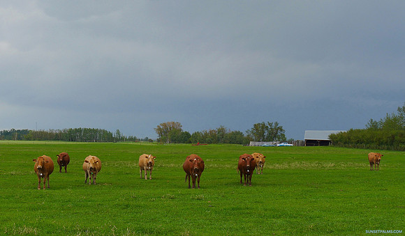 Storm Cattle