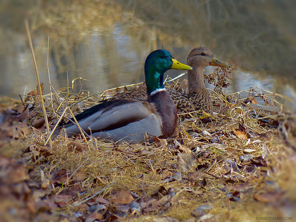 Mallard Ducks Spring