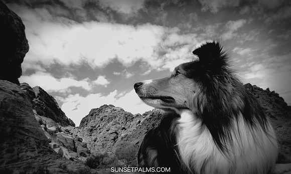 Desert Jack