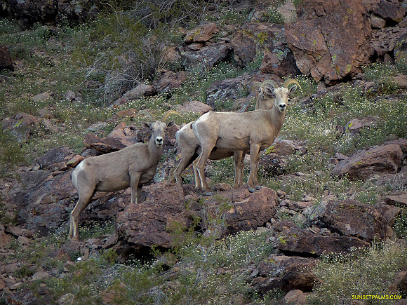 Sierra Nevada Bighorn Sheep