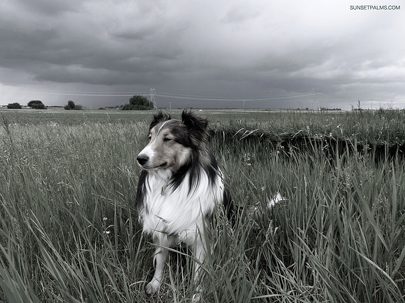 Jack with Incoming Alberta Storm