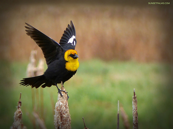 Yellow-Headed Blackbird