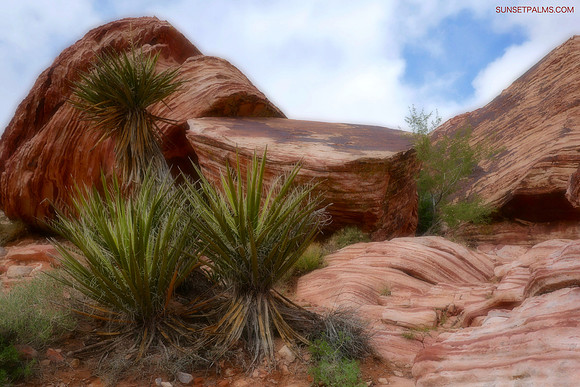Desert Dreams