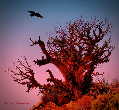 Red Desert Tree
