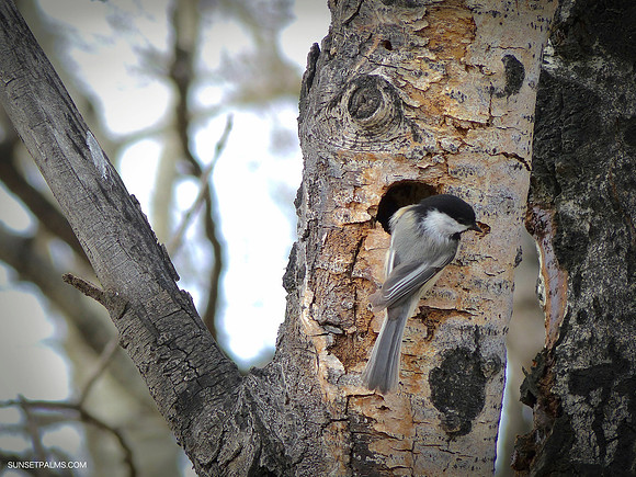 Black-Capped Chickadee