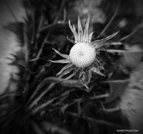 Dandelion