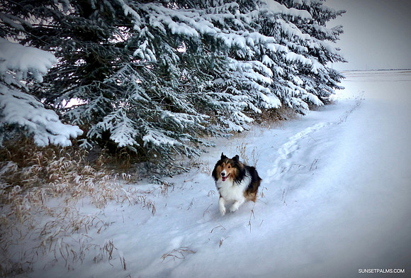 Jack Winter Run