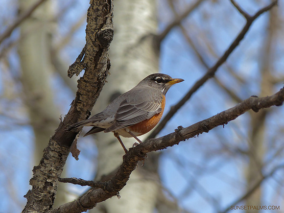 Robin Profile