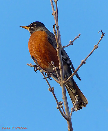 Robin