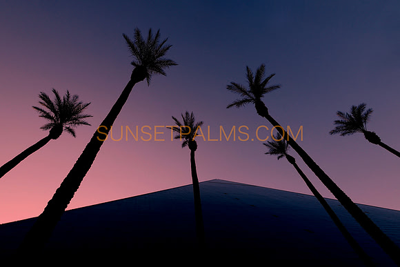 Sunset Palms
