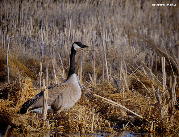 Canadian Goose