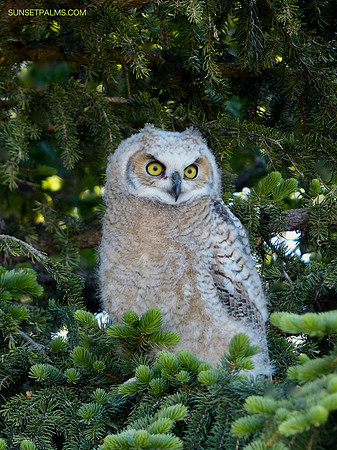 Baby Owl