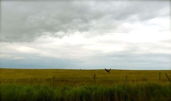 Prairie Stillness