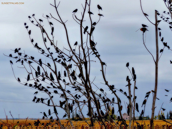 Early Winter