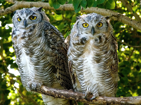 Owl and Fledgling