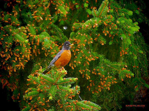 Robin