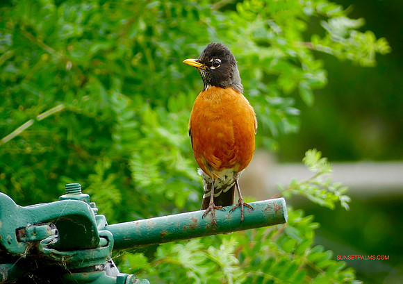 Robin