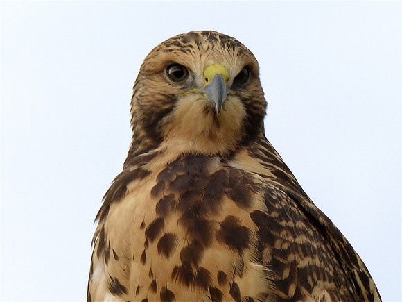 Hawk