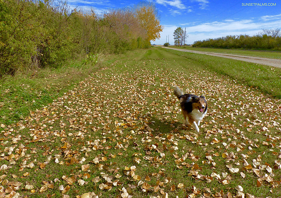 Autumn Run