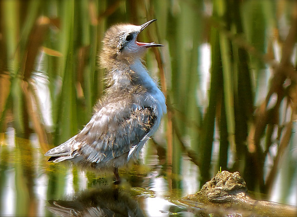 Hungry Baby Tern