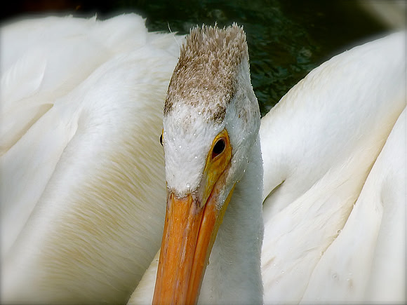 Pelican Portrait